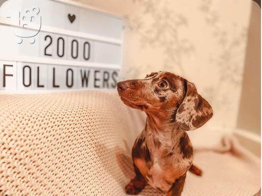 AKC Dachshunds